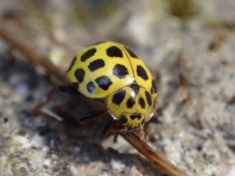 22-spot Ladybird © Glenn Norris 22-spot Ladybird © Glenn Norris