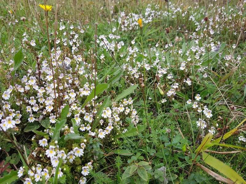 Eyebright at Levin Down © Glenn Norris