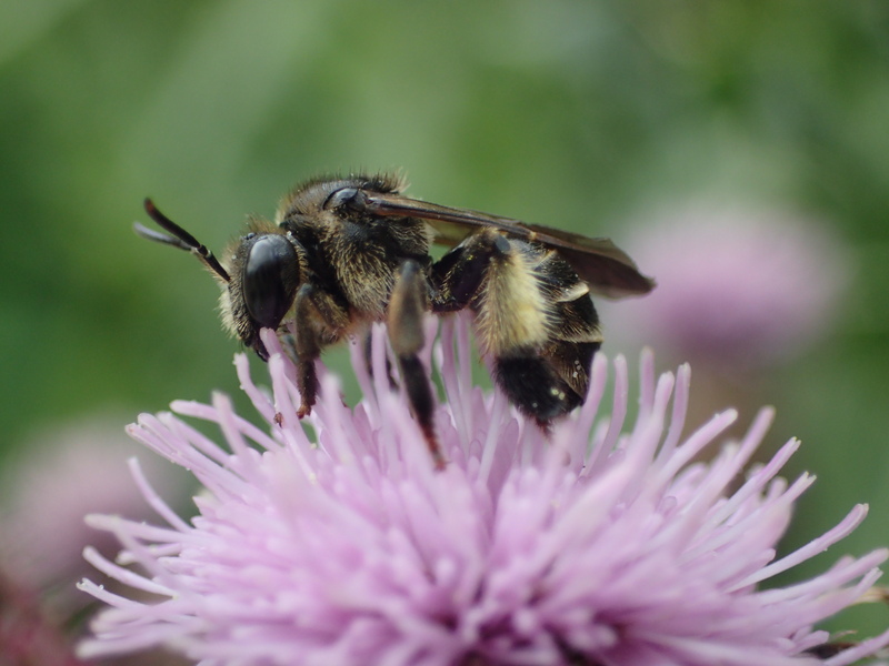 Yellow Loosestrife Bee © Glenn Norris Yellow Loosestrife Bee © Glenn Norris