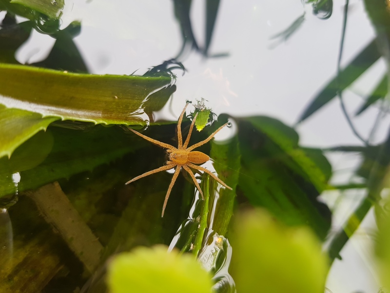 Fen Raft Spider © Glenn Norris