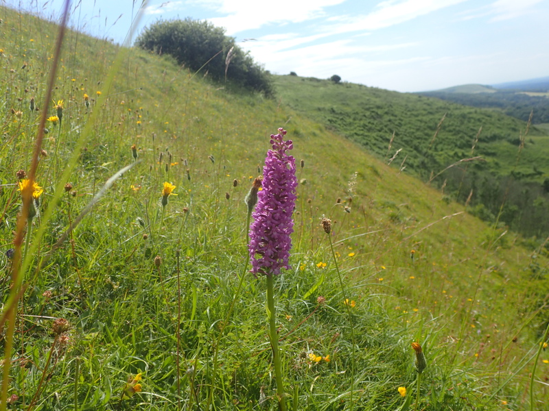 Marsh Fragrant Orchid at Ditchling © Glenn Norris