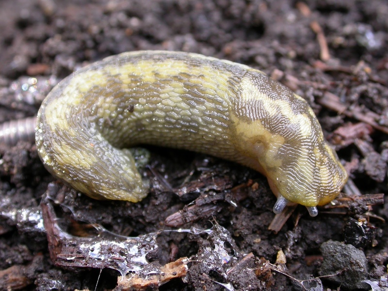 Green Cellar Slug  © Graeme Lyons