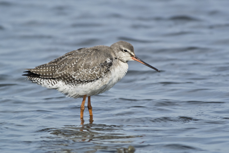 Spotted Redshank © Hugh Clark FRPS