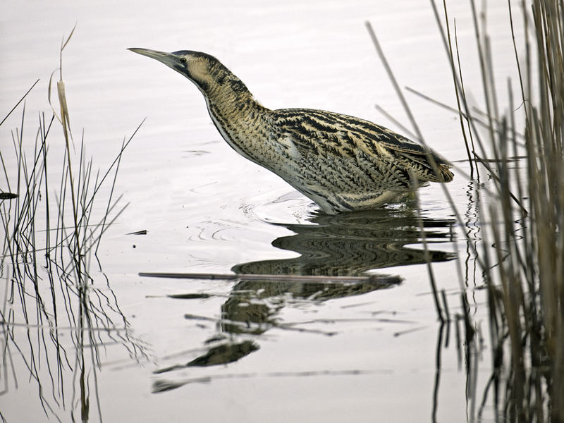 Bittern © Hugh Clark FRPS