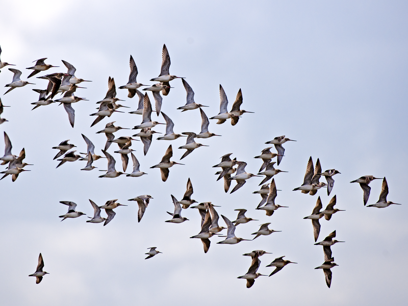 Grey Plover © Hugh Clark FRPS Grey Plover © Hugh Clark FRPS