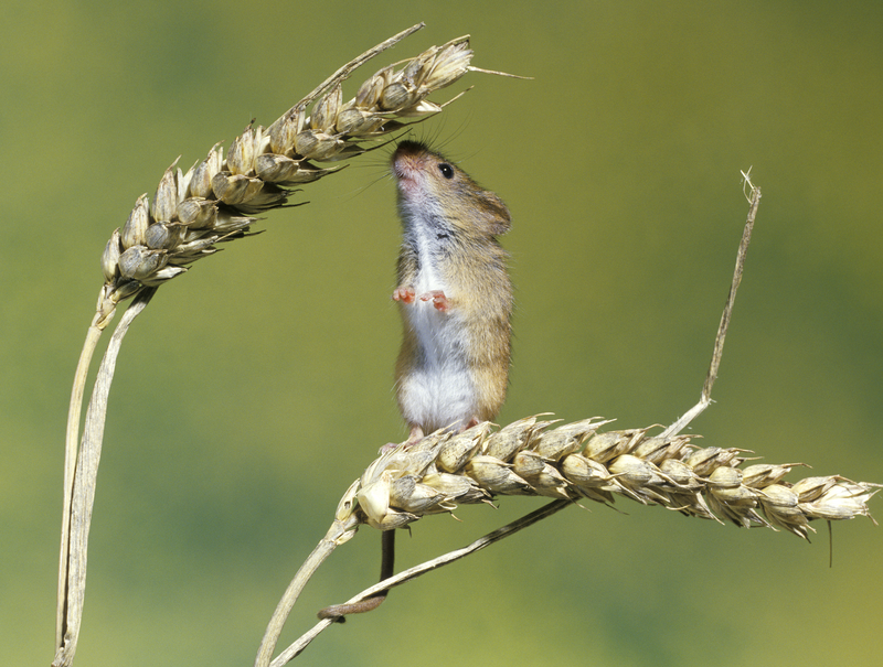 Harvest Mouse © Hugh Clark FRPS