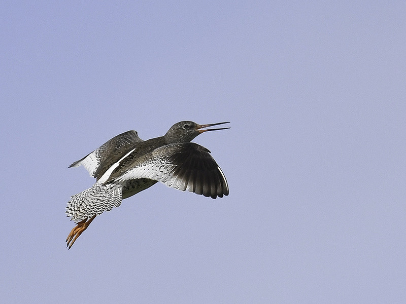 Bringing the birds back to Sidlesham Ferry Field