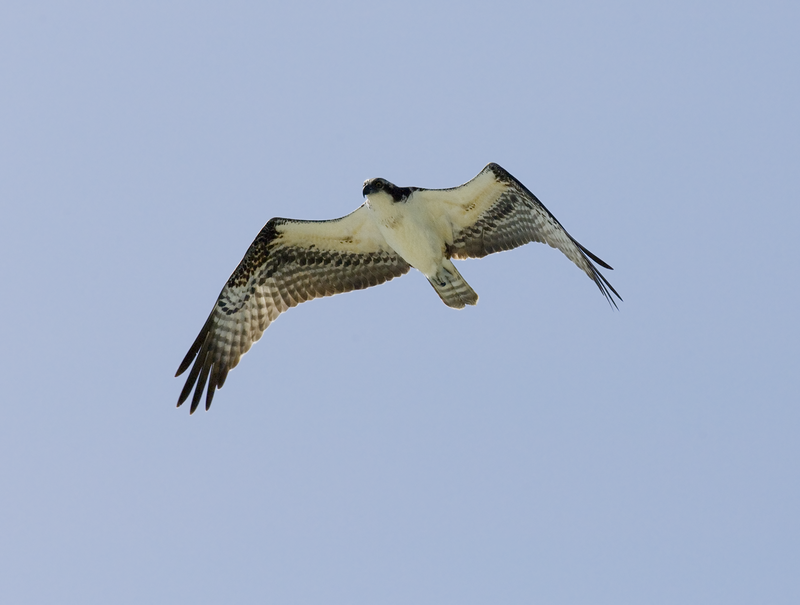 Osprey © Hugh Clark FRPS Osprey © Hugh Clark FRPS