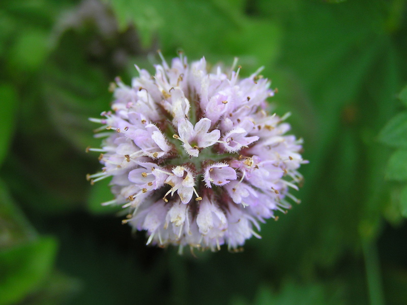 Water Mint © Mark Monk-Terry