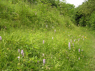 Grassland