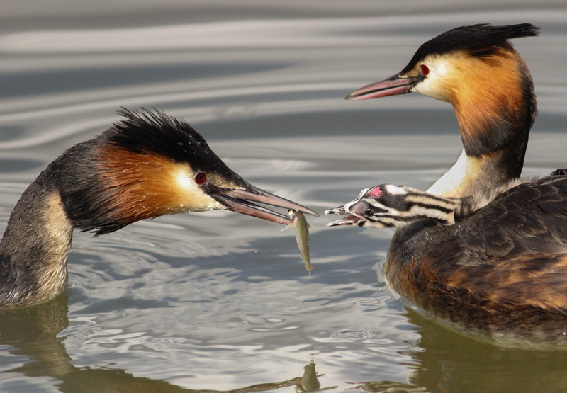 Great-crested Grebes with chick