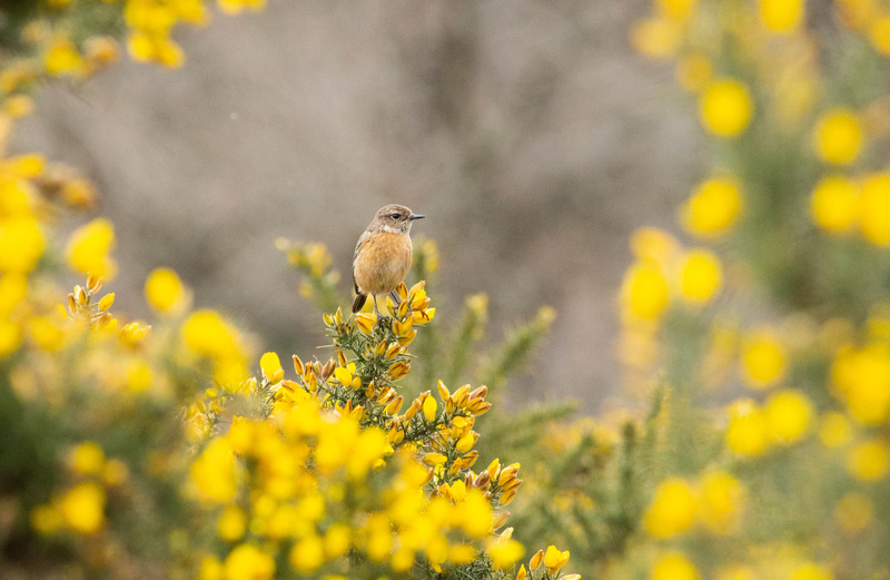 Stonechat