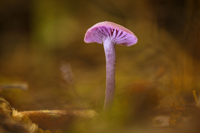 Amethyst Deceiver