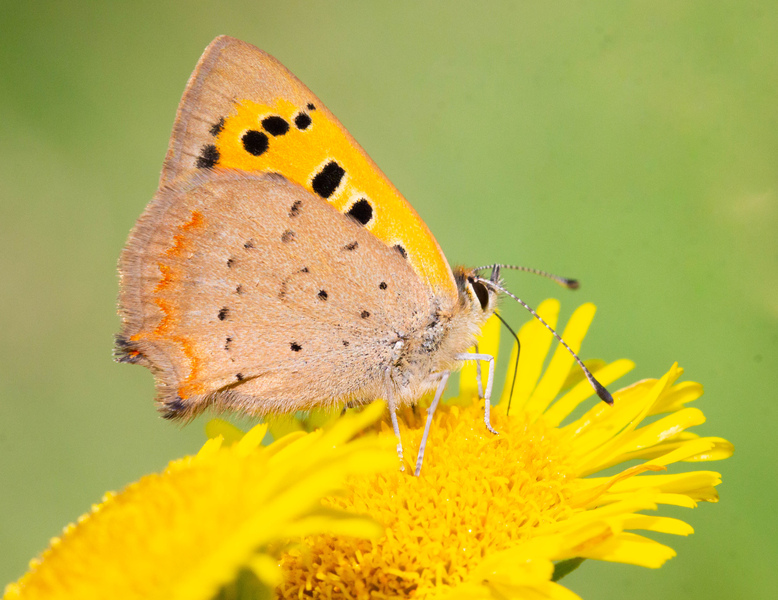Small Copper