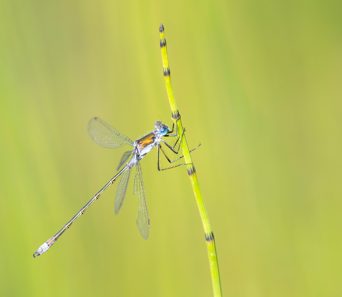 Emerald Damselfly