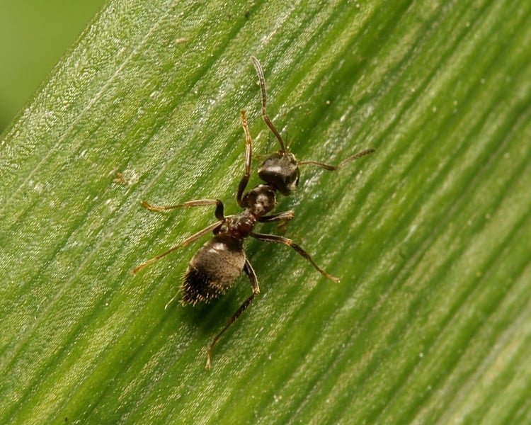 Fascinating Flying Ants