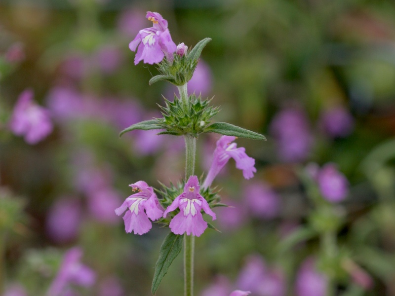 Red Hemp-nettle © Neil Fletcher