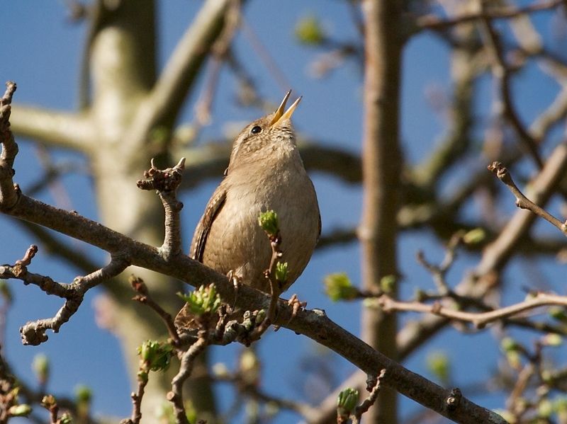 Wren © Neil Fletcher Wren © Neil Fletcher