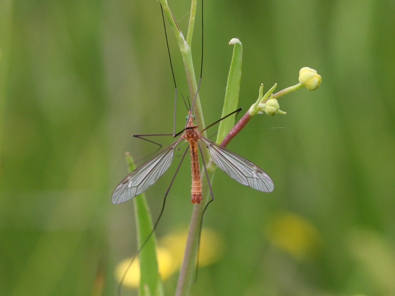 Tipula cava cranefly © Neil Fletcher