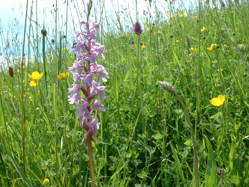 Our Wild Sussex: nature reserves