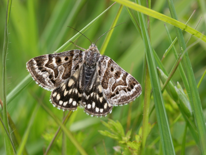 Mother Shipton moth © Neil Fletcher