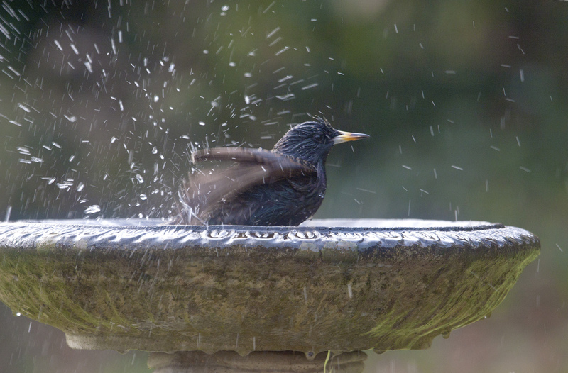 Starling in a bird bath © Neil Fletcher
