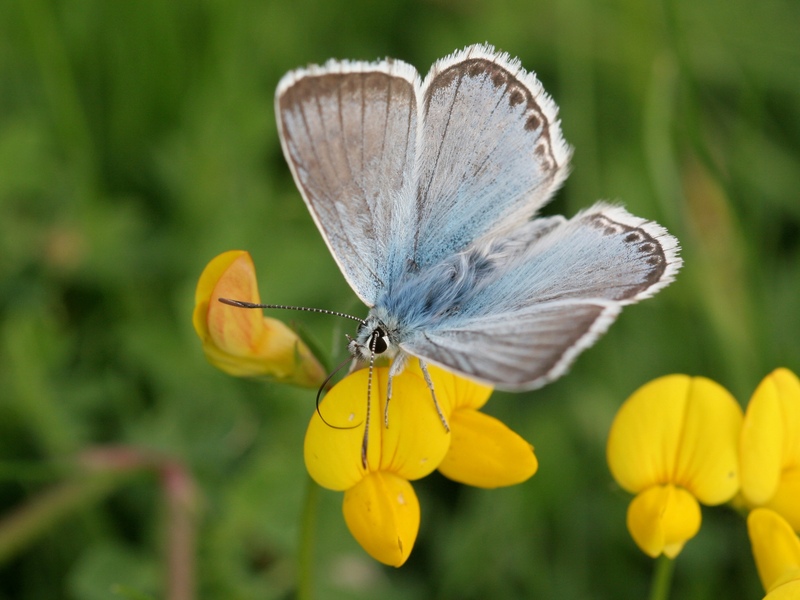 Chalkhill Blue © Neil Fletcher