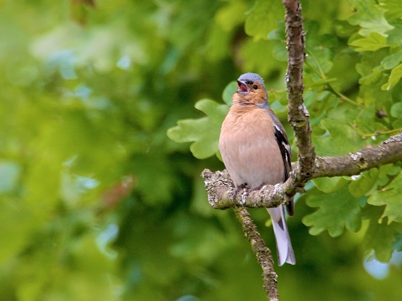 Chaffinch singing © Neil Fletcher Chaffinch singing © Neil Fletcher