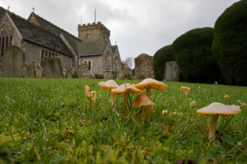 Parrot Waxcaps © Neil Fletcher