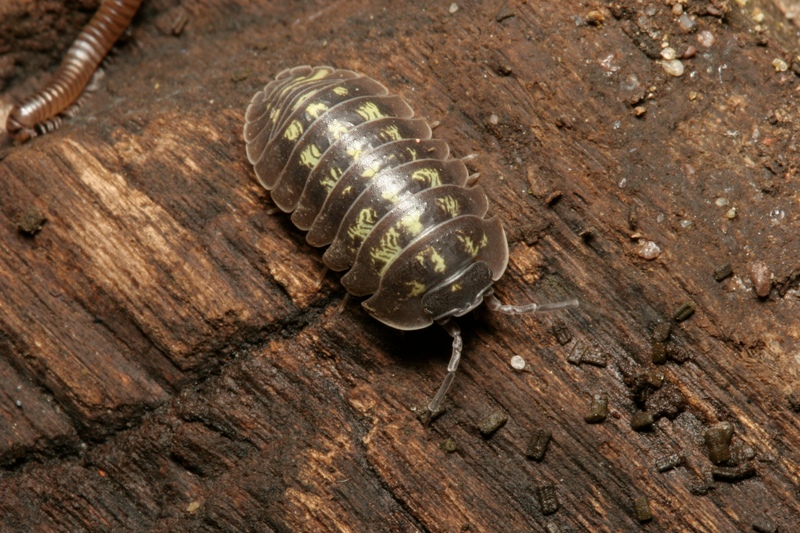 Woodlouse © Neil Fletcher