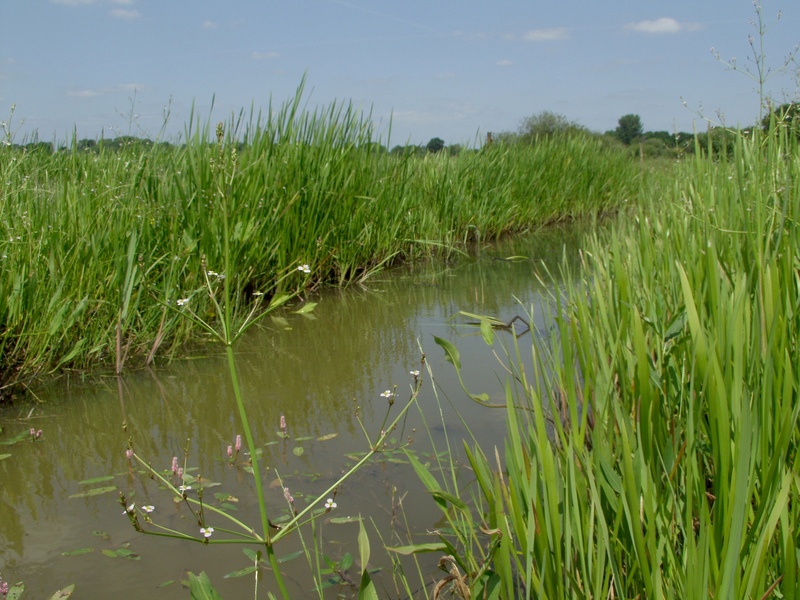 Pevensey Levels -  Reeds, Fens, Restoration and Resilience