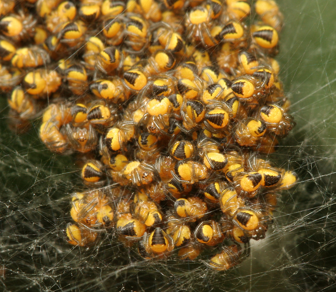 Spiderlings © Neil Fletcher Spiderlings © Neil Fletcher
