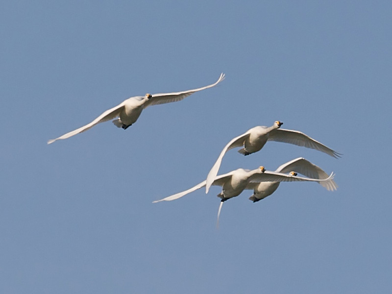 Lovely weather for ducks.. and swans