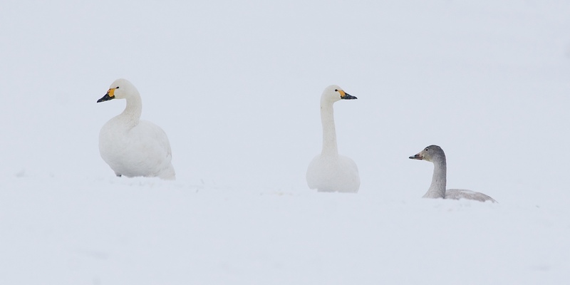 Bewick's Swans in the snow © Neil Fletcher