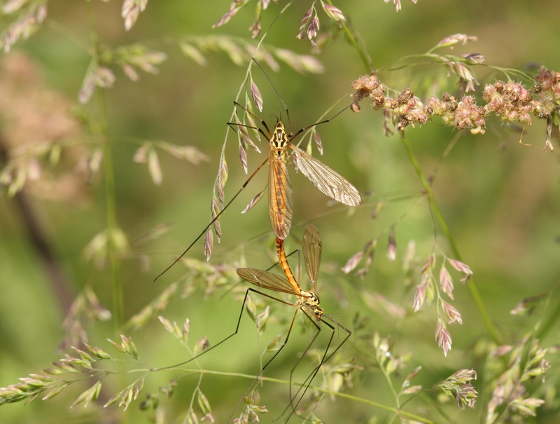 Nephrotoma appendiculata cranefly © Neil Fletcher