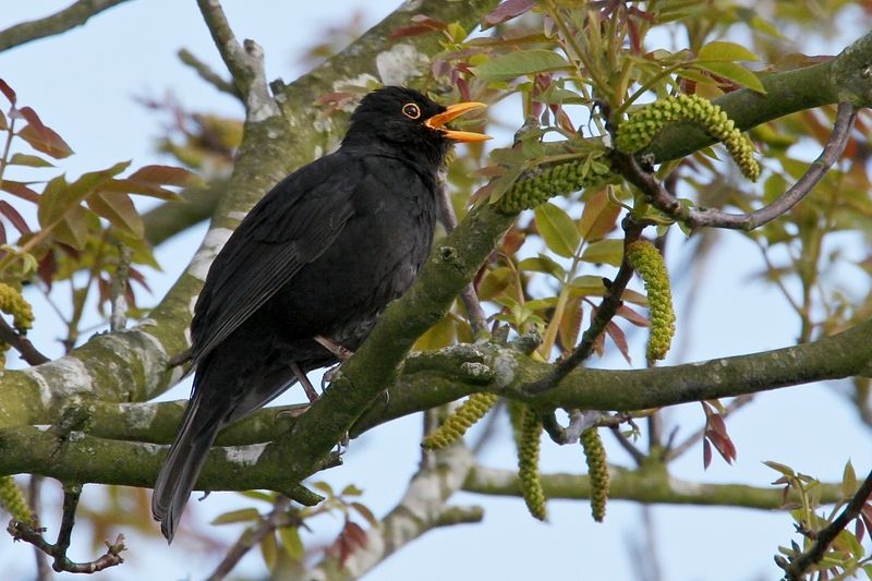 Blackbird © Neil Fletcher Blackbird © Neil Fletcher