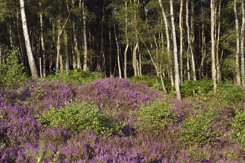 Iping and Stedham Common © Nigel Symington
