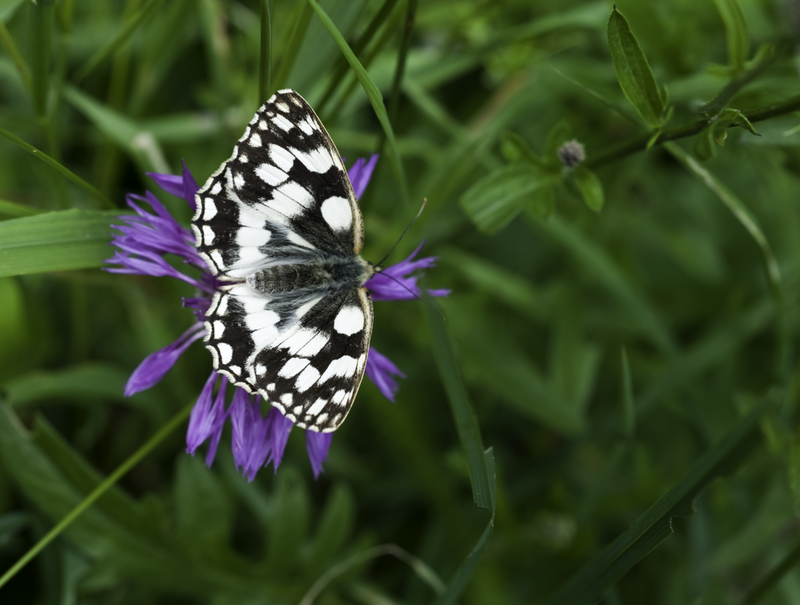 Marbled White © Nigel Symington Marbled White © Nigel Symington