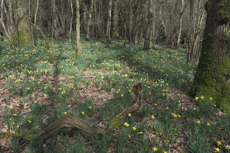 Wild Daffodils at West Dean © Nigel Symington