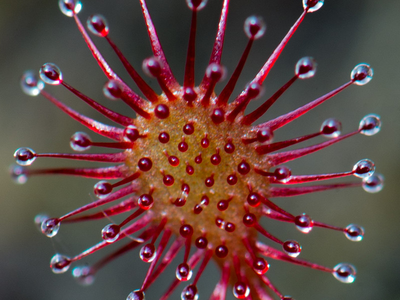 Sundews - Sussex heathland carnivores