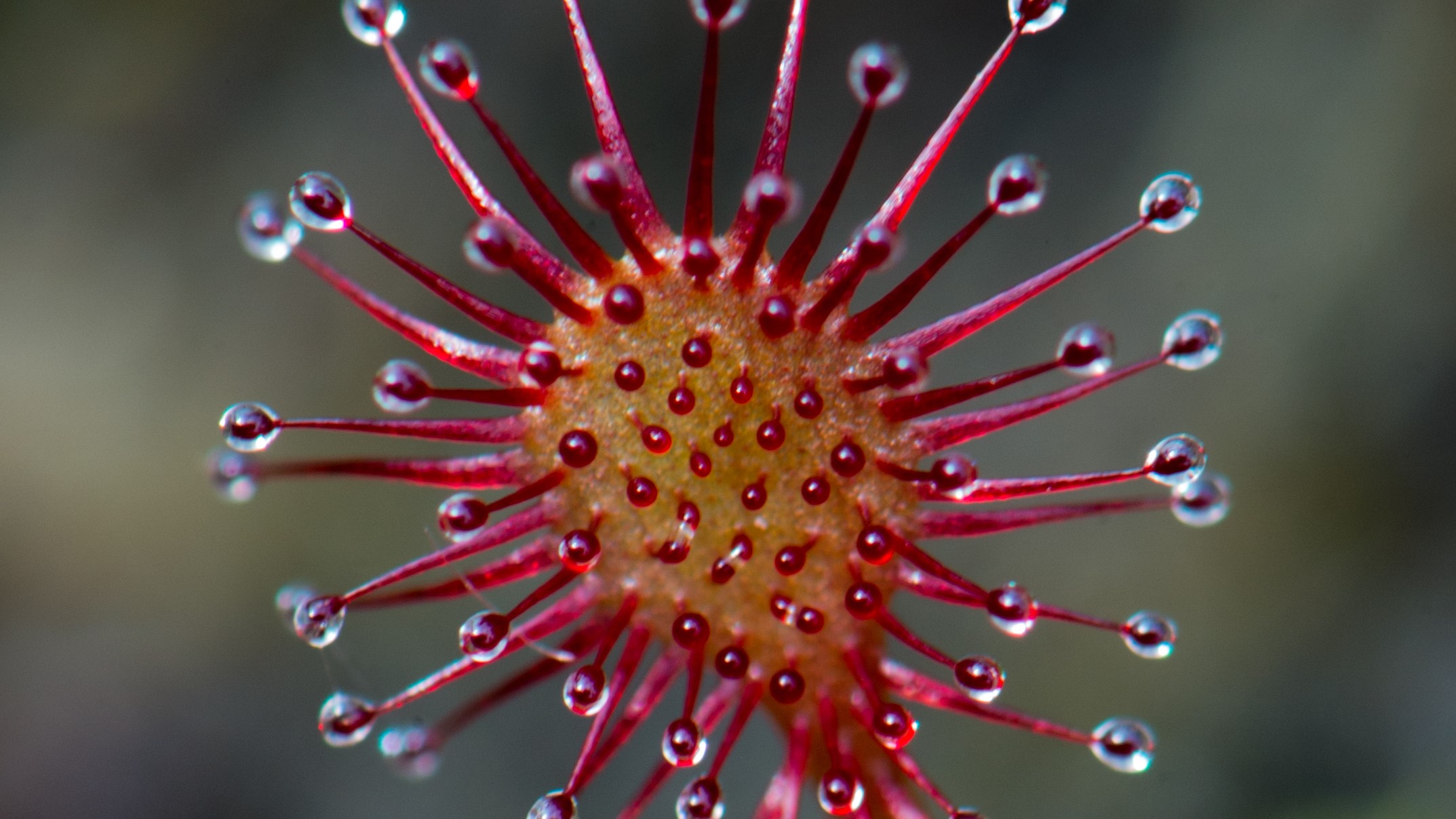 Sundews - Sussex heathland carnivores