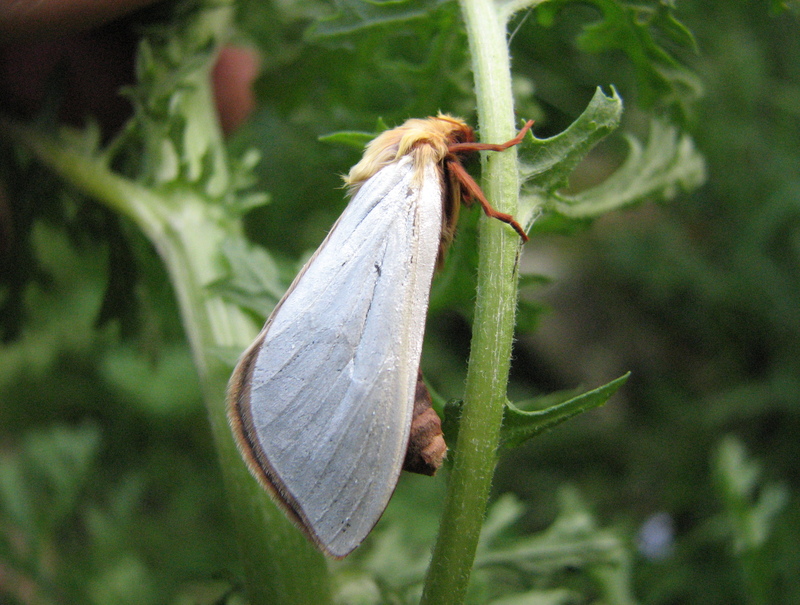 Ghost Moth © Patrick Roper