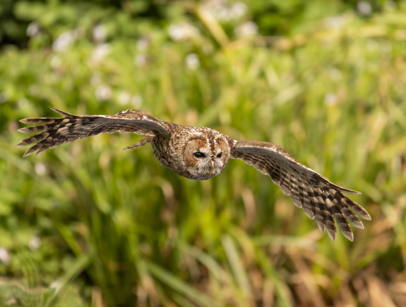 Tawny Owl © Peter Brooks