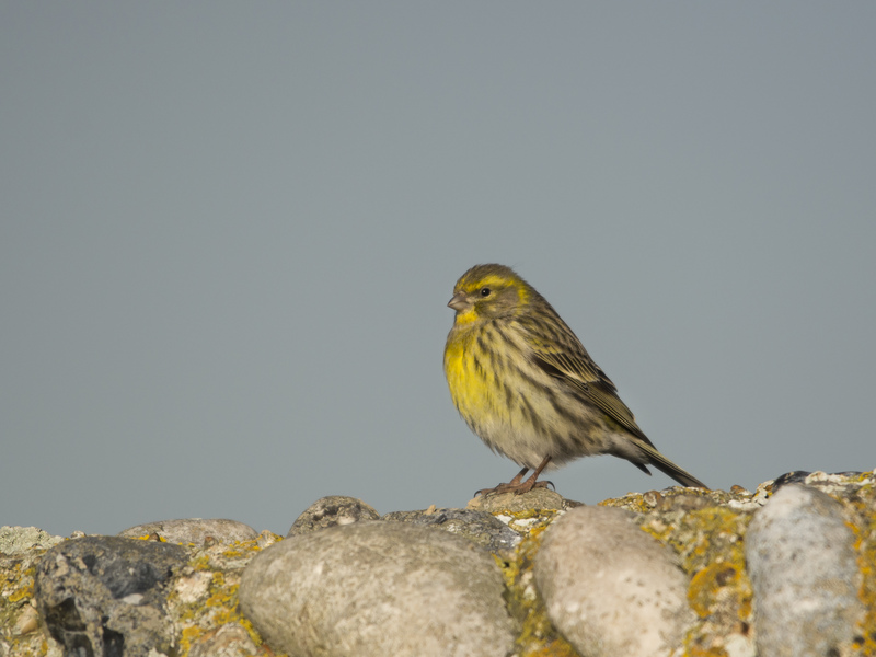 Serin © Peter Brooks
