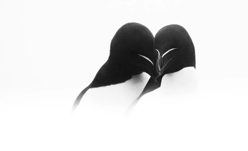 The Embrace © Rachel Bigsby