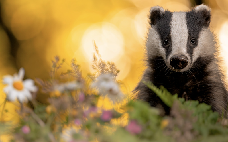 Congratulations Rachel Bigsby, winner of 'Natural Artistry' at Wildlife Photographer of the Year