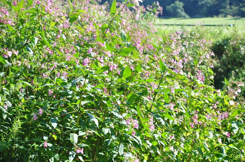 Himalayan Balsam © Robin Crane