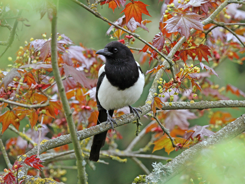 A less than black and white look at Magpies
