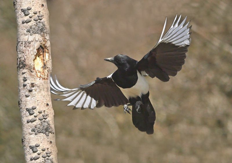 Magpie © Roger Wilmshurst
