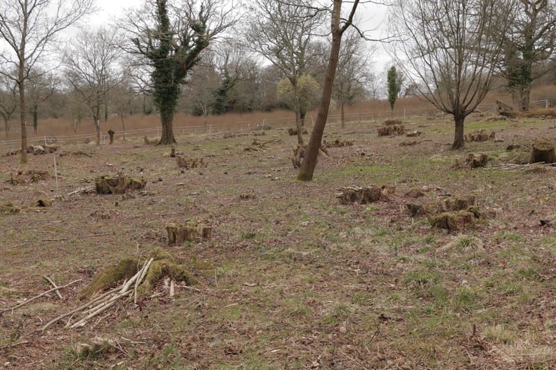 Coppiced and pollarded area © Sam Roberts